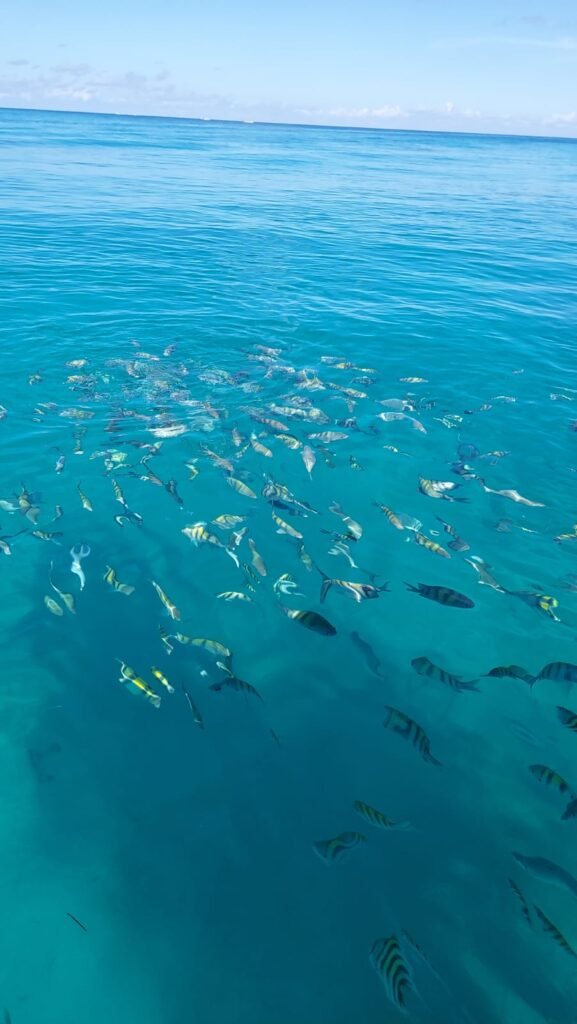Saona Eco Adventure from Boston