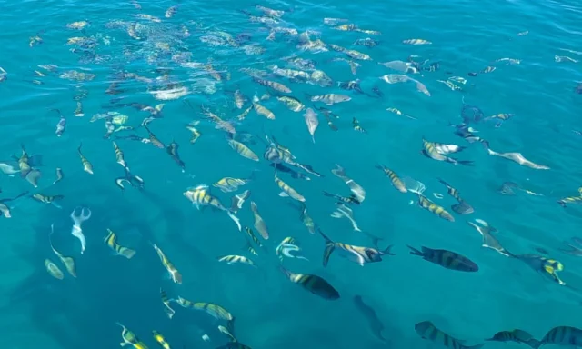 Saona Eco Adventure from Brussels