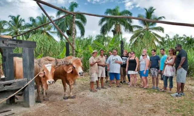 Jeep Safari Truck Adventure (desde Bayahibe) from Brussels