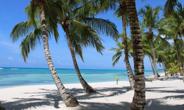 Saona Island Regular from Brussels
